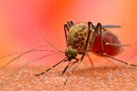 Majoritatea oamenilor sunt susceptibili la malarie. Study reveals potential for malaria prevention vaccine