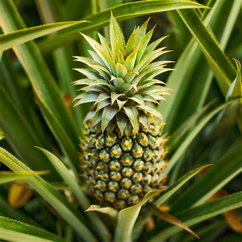 Edible Indoor Pineapple Plant In A 14cm Pot Already In Fruit 50cm Tall