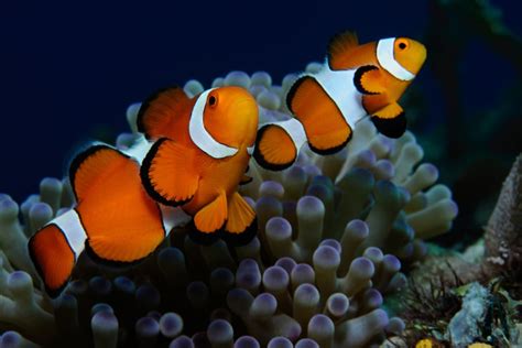 Can You Eat Clownfish And Is It Safe