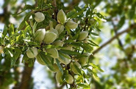 Almonds Featuring Almond Tree Almond And Tree Nature Stock Photos
