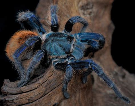No One Knows Why So Many Tarantulas Are One Particular Shade Of Vivid
