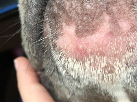 Forbidden Dog Pimple Rpopping