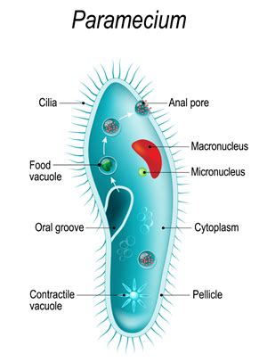 How To Draw Paramecium How To Draw Labelled Diagram Of Paramecium My XXX Hot Girl