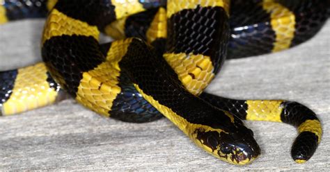 Snakes Poisonous Snakes Of India Banded Krait Bungarus Fasciatus