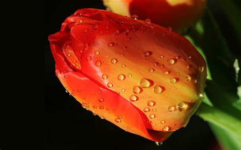 Download Wallpaper For 320x240 Resolution Orange Tulip With Water