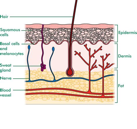 labelled structure of the skin