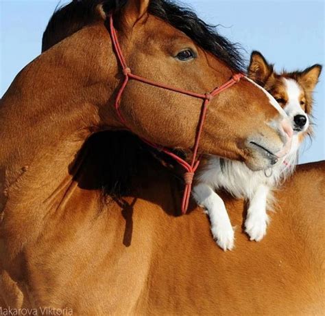 Best Friends Dog Animal Puppy Horse Hd Wallpaper Pxfuel