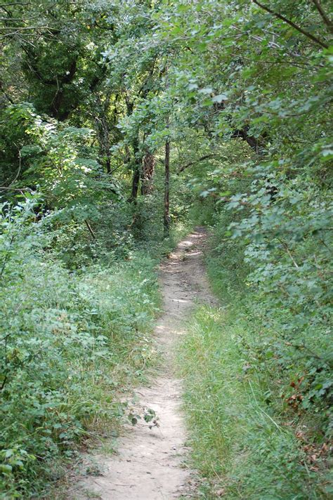 Free Images Tree Path Grass Trail Meadow Stream Green Jungle