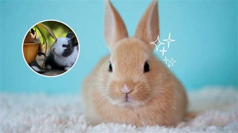 5 Fotos De Conejos Bebés Tiernos Para Alegrar Tu Día Petlife
