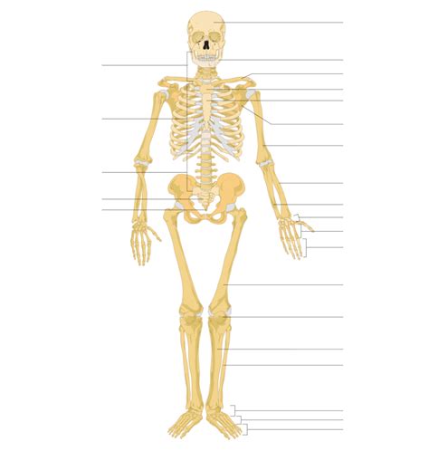 Postcranial Osteology Diagram Quizlet