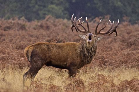 Red Deer Wallpapers Wallpaper Cave