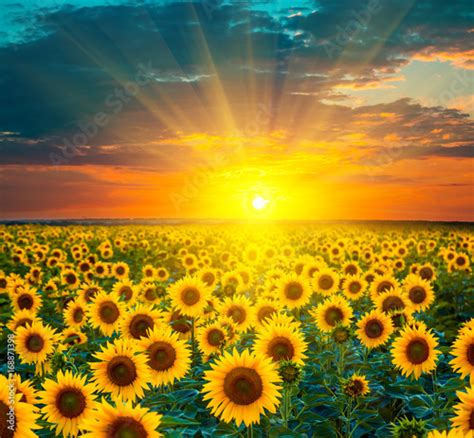 Sunflower Fields During Sunset Beautiful Composite Of A Sunrise Over A