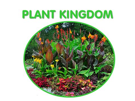5th Grade Andrés Segovia Unit 1 Plant Kingdom And Animal Kingdom