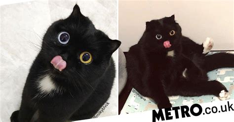 Please Fall In Love With This Black Cat With Different
