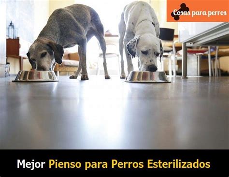 ⊛ Mejor Pienso Para Perros Esterilizados Guías