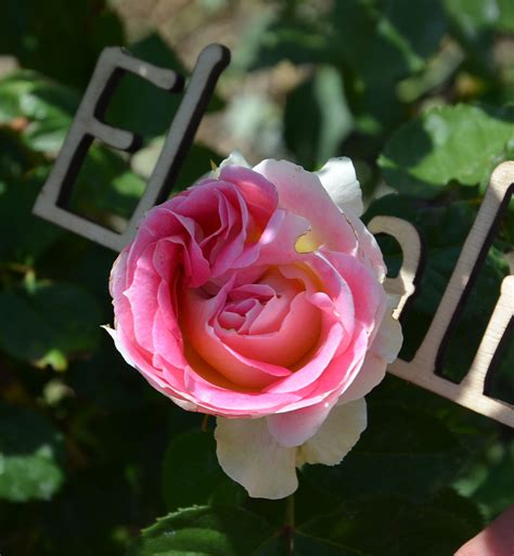 Купить саженцы Роза плетистая Эден Роуз с доставкой Florali Flor
