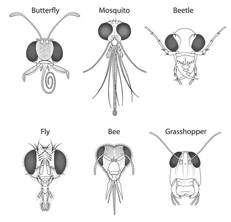 Insect Anatomy Six Legged Science Unlocking The Secrets Of The