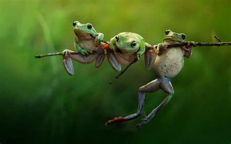 Frog Animals Nature Amphibian Twigs Wallpapers Hd Desktop And