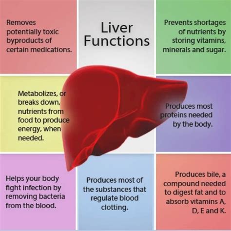 Liver Function Medical Knowledge Liver Health Nursing Tips