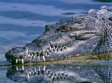 Which Reptiles Live In Swamps