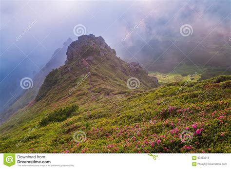 Mountain Landscape With Flowers In The Morning Mist Blooming Rh Stock