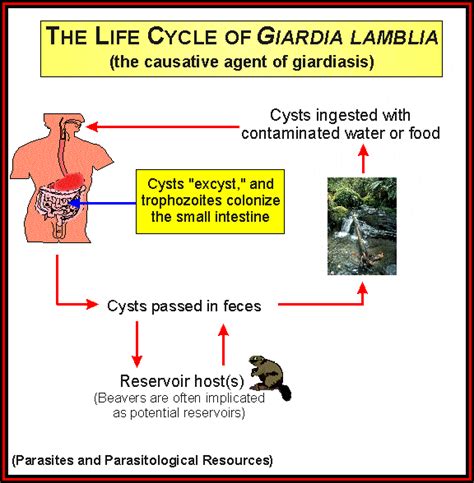 Parasitologia Clinica Ciclo De Vida Giardia Intestinalis Lamblia