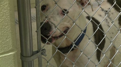 Muncie Animal Shelter Working To Rescue Pit Bulls From Canada Wttv
