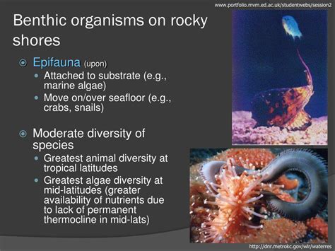 Ppt Chapter 15 Animals Of The Benthic Environment Powerpoint