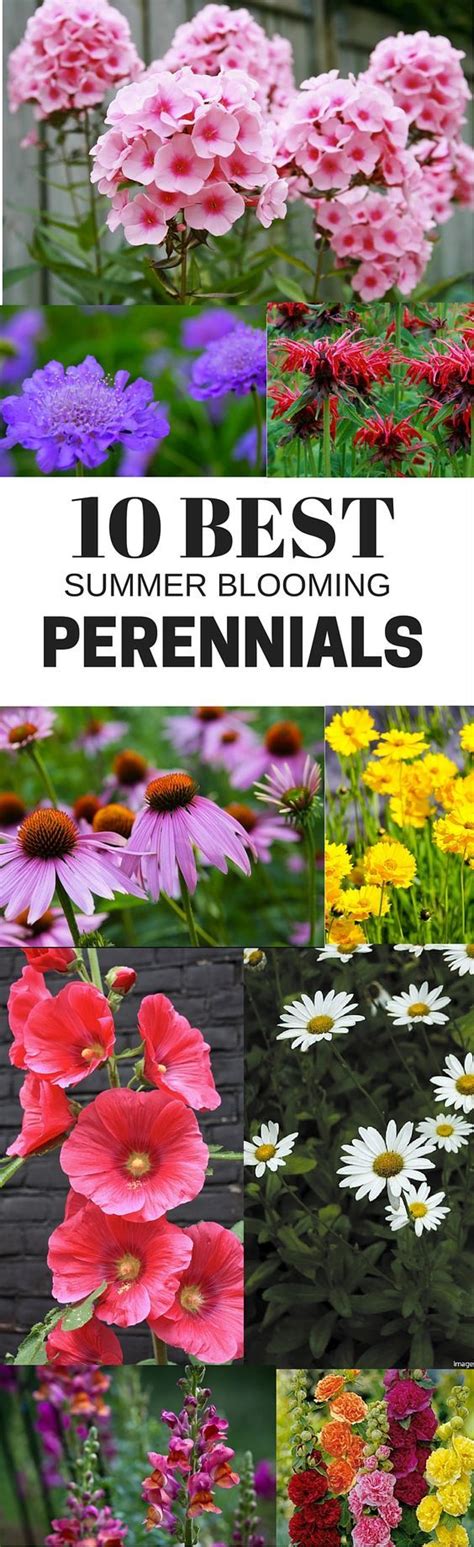 Top 10 Best Perennials For Your Garden Perennials Plants Flowers