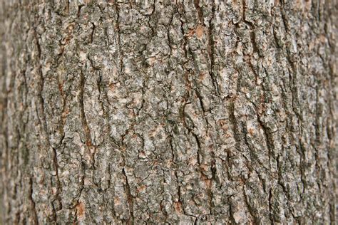 Old Elm Tree Bark Background Texture Free