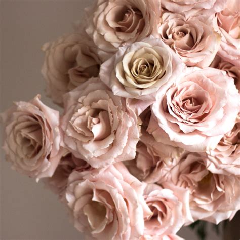 Beige Blush Quicksand Roses Diy Wedding Flowers Flower Moxie