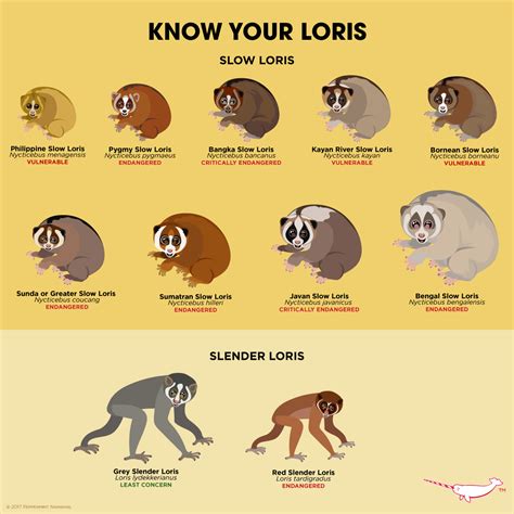 12 20 Slow Loris Duke Lemur Center