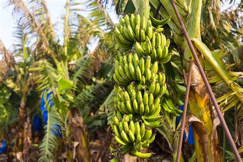 Big Banana Bunch On The Banana Plantation — Stock Photo © Satura