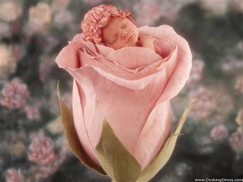 Desktop Wallpapers Babies Backgrounds Little Cute Baby In Pink Rose