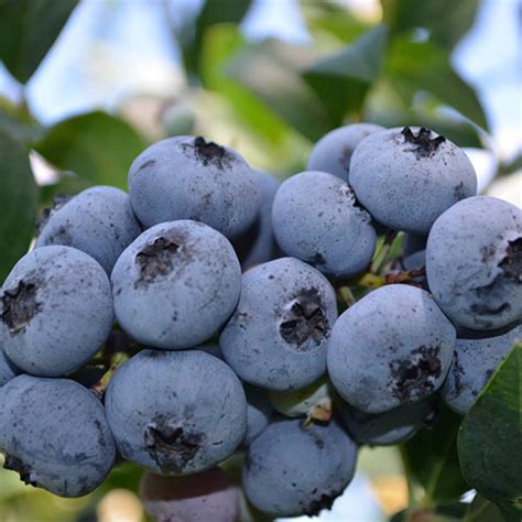 Blueray Blueberry Gurneys Seed And Nursery Co