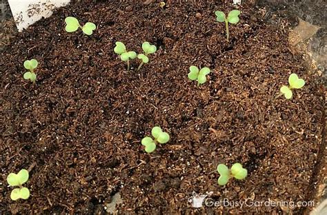 A Beginners Guide To Growing Broccoli From Seed