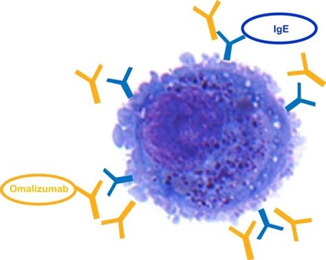 Full Article Omalizumab An Anti Immunoglobulin E Antibody State Of