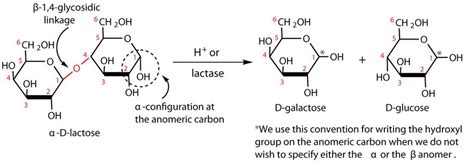Diagram And Describe The Lactose And Lactase Reaction Hanenhuusholli