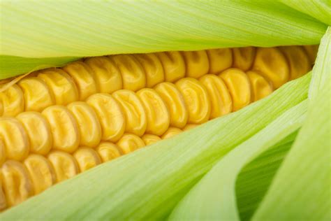 Fresh Corn Detail Free Stock Photo Public Domain Pictures