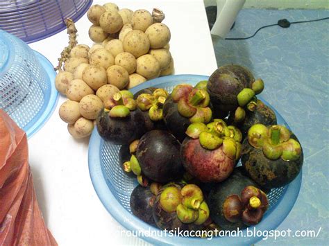 Nama saintifik bagi buah manggis ialah garcinia mangostana. kAcAnG: Buah-buahan tempatan