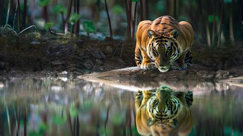Tiger Reflected In Lake Wallpaper 4k Hd Id4556