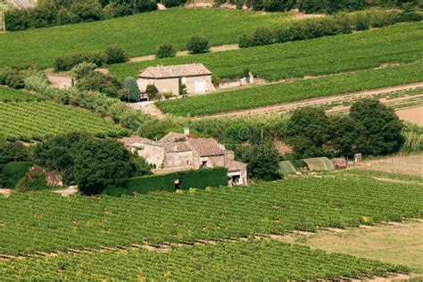 Vineyard Of The South Of France Sunny Summer Day Stock Photo Image