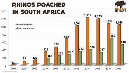 Poaching Rhino Rhinos Stats Hunting Graphic Contains