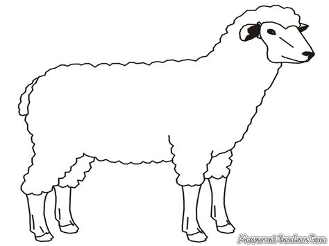 Gambar Domba Untuk Mewarnai Bonus