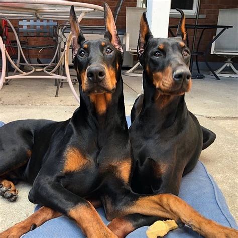 14 Cool Facts You Didnt Know About The Doberman Pinscher Petpress