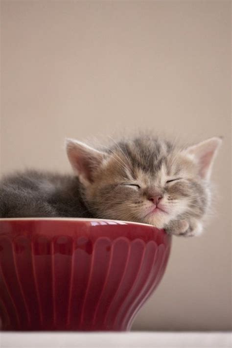 Cute Sleeping Kitten Kittens Ideas Of Kittens Kittens Cute