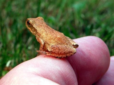 Keep Your Ears Perked For The Sound Of Spring Peepers In Georgia