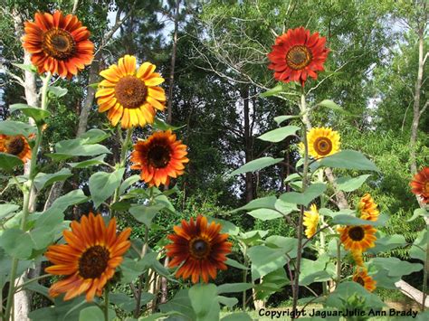 Julie Ann Brady Blog On My 7 Foot Sunflower Garden