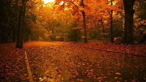 Trees Autumn Rain Roads Maple Leaf Season 1600x900