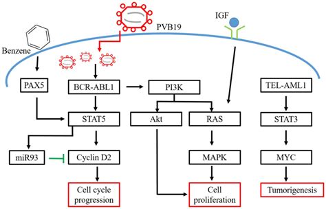 Pathogenesis Of Pediatric B‑cell Acute Lymphoblastic Leukemia Molecular Pathways And Disease